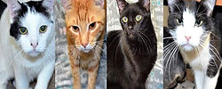banner cats.jpg