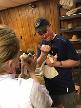 volunteer puppies.jpg